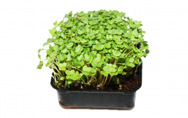 Simply Fresh Green Mustard MH   Box  1 pcs